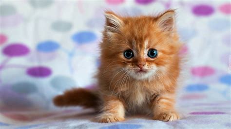 mały rudy kotek